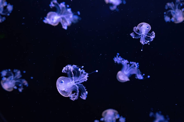 Gruppe fluoreszierender Quallen schwimmt im Unterwasser-Aquarium. Die gefleckte australische Qualle Phyllorhiza punctata im Aquarium mit blauem Neonlicht. Theriologie, Tourismus, Tauchen, Unterwasserwelt. - Foto, Bild