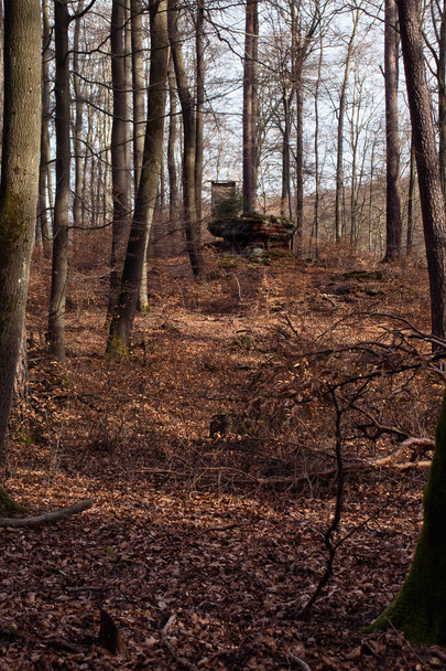カイザースラウテルン近くの冬の日にドイツのPalatate森林の葉で覆われた丘の上の狩猟スタンドの前の大きな岩. - 写真・画像