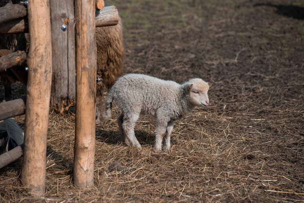 молодий ягня з'їдає маленьку вівцю на фермі
. - Фото, зображення