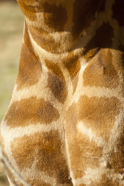 Žirafa je kůže - Fotografie, Obrázek
