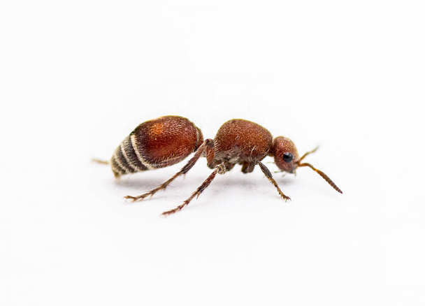 Bársony hangya - Dasymutilla sp. Valószínűleg egy rovar a Mutillidae családból. A nőstényeknek nincs szárnyuk, és ezek valójában darazsak, nem hangyák. Elszigetelve, fehér háttérrel. Oldalprofil nézet - Fotó, kép