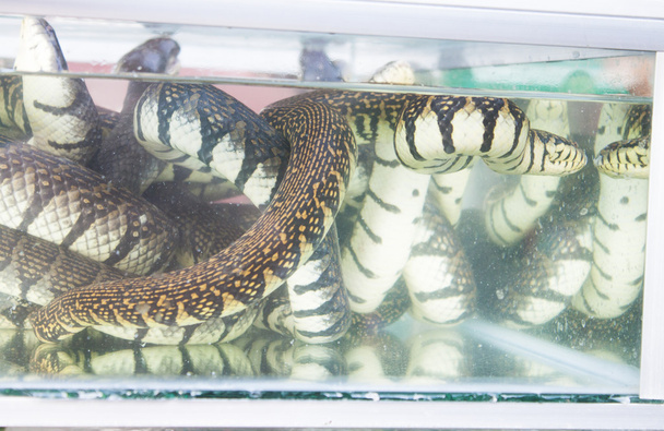 wąż morza - Zdjęcie, obraz