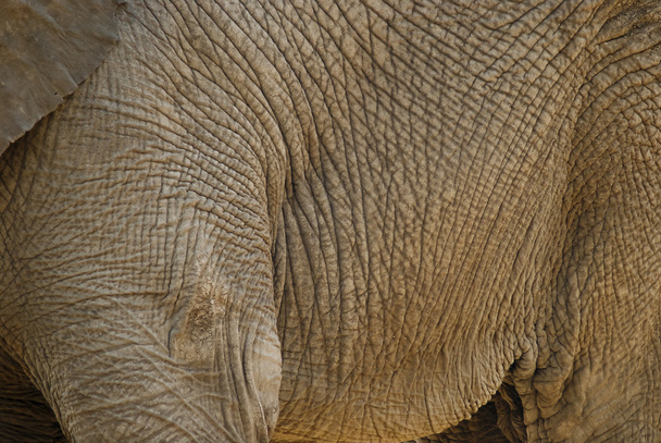 Close-up do corpo de um elefante
 - Foto, Imagem