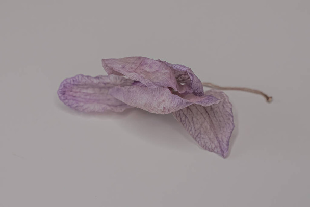 De textuur van de delicate blaadjes van een gedroogde orchidee. Verdorde orchidee. Een gevallen bloem. Textuur van bloemblaadjes. Dode plant. De trieste schoonheid van de natuur. Droge orchidee. - Foto, afbeelding