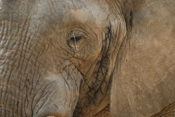 Nahaufnahme eines Elefantengesichts - Foto, Bild