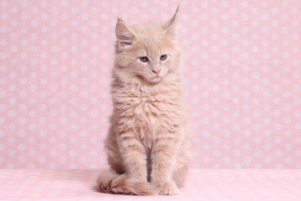 Cute Maine Coon kitten - Photo, Image