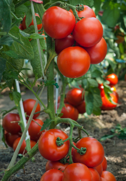 成長のトマト  - 写真・画像