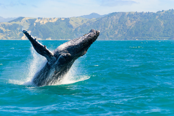 水の外に飛び出すのザトウクジラ - 写真・画像