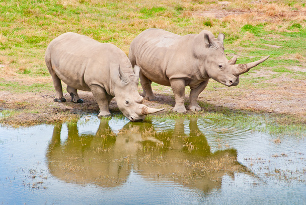 Two Rhinozeros Drinking At Lake - Photo, Image