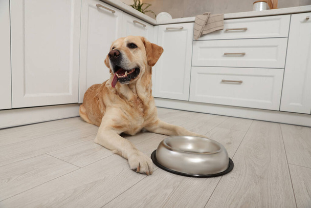 Cute Labrador Retriever waiting near feeding bowl on floor indoors - Фото, изображение