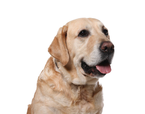 Cute Labrador Retriever in dog collar on white background - 写真・画像