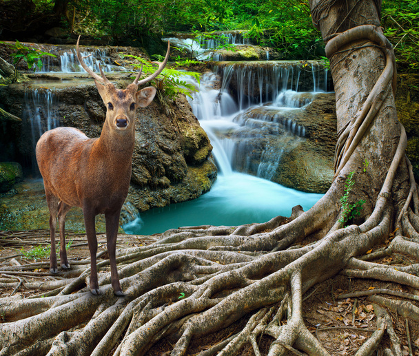 sambar deer standing beside bayan tree root in front of lime sto - Photo, Image
