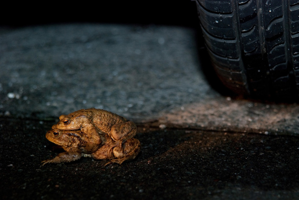 Жіночий жаба, що перевозять чоловічого жаба при перетині дороги - Фото, зображення