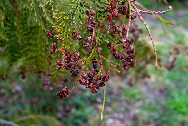 A tree with many small berries on it. High quality photo - Photo, Image
