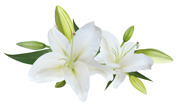Μπουκέτο λουλουδιών λευκό κρίνο απομονωμένο σε λευκό φόντο για κάρτα και διακόσμηση - Φωτογραφία, εικόνα