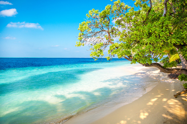 Maldives beach - Foto, imagen