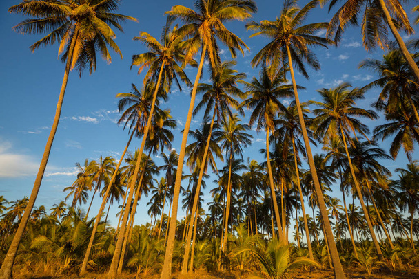 熱帯島のヤシ農園 - 写真・画像