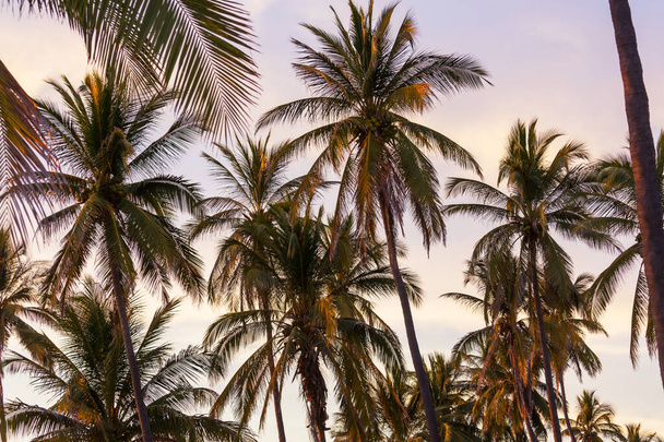 Palm plantation on tropical island - Φωτογραφία, εικόνα