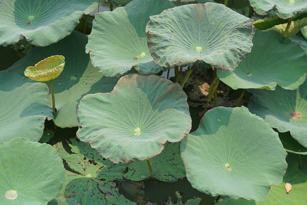 lotus leaf in the garden pond - Photo, Image