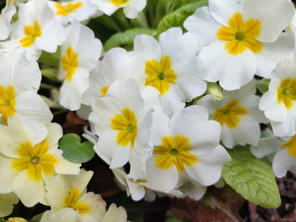 λευκά-κίτρινα λουλούδια κοντά, ανοιξιάτικα λουλούδια - Φωτογραφία, εικόνα