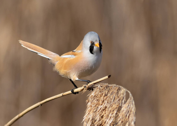 Bearded reedling, adult male sitting on top of a reed stalk, background blurred - Foto, afbeelding