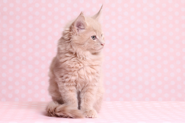 Cute Maine Coon kitten - Photo, Image