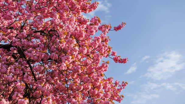 Sakura ramos close-up contra o fundo do céu azul - Foto, Imagem