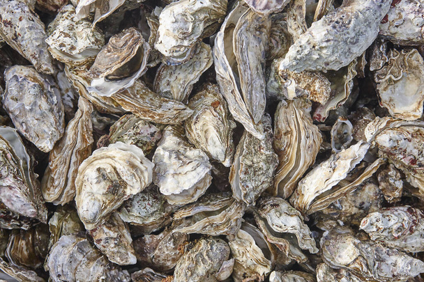 Oysters background. Arcachon bay. Seafood in Aquitaine, France - Photo, Image