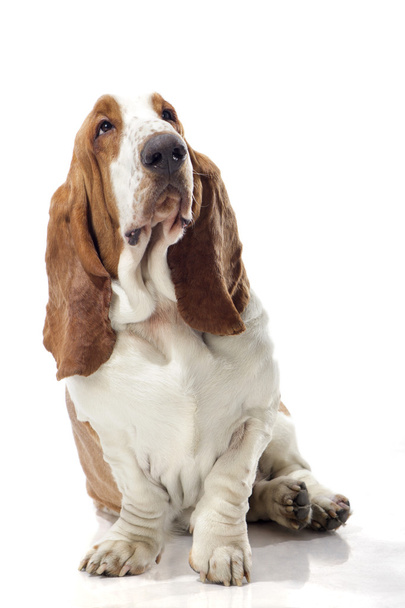 Basset hound - Zdjęcie, obraz