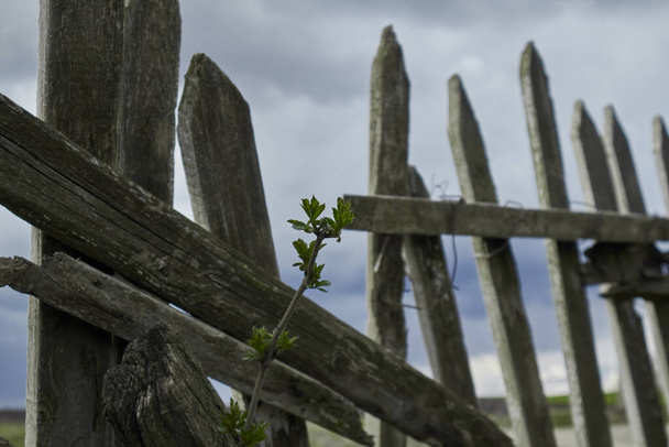 Uma planta solitária faz o seu caminho através de cerca quebrada. Conceito: vida em wartimethe guerra na Ucrânia. Foto de alta qualidade - Foto, Imagem