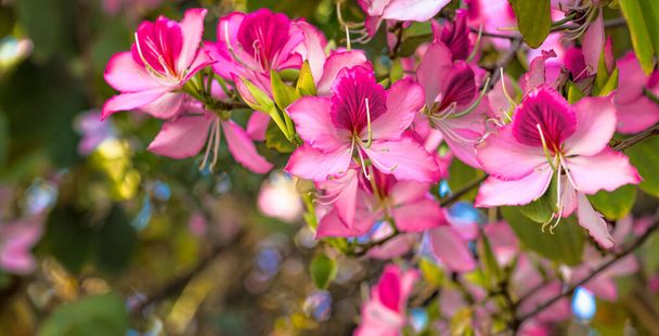 İsrail 'de çiçek açan pembe Bauhinia ağacı, Mor Orkide Ağacı çiçekleri. Mor Bauhinia Purpurea veya Bauhinia Blakeana. İsrail 'de bahar, doğada güzellik. - Fotoğraf, Görsel