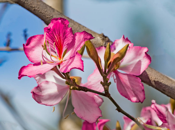 İsrail 'de çiçek açan pembe Bauhinia ağacı, Mor Orkide Ağacı çiçekleri. Mor Bauhinia Purpurea veya Bauhinia Blakeana. İsrail 'de bahar, doğada güzellik. - Fotoğraf, Görsel