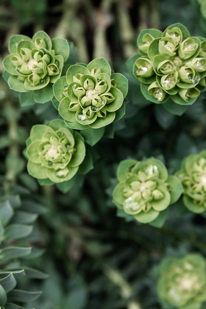 Rosetta stonecrop, or Sedum rosetta. Close-up photo of its small green leaves. Succulent plant in the botanical garden, natural background. - Photo, Image