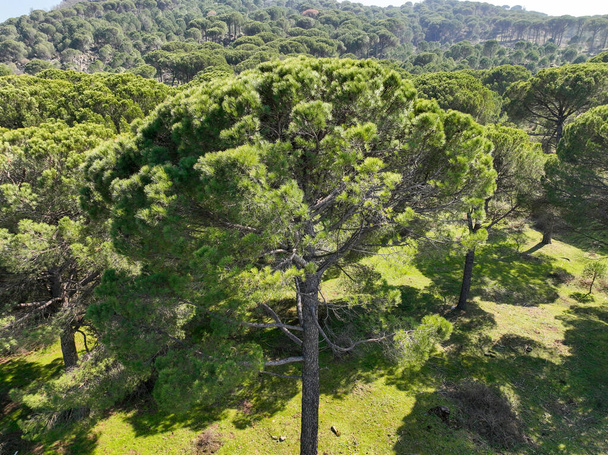 La meseta de Kozak está entre los centros del distrito de Bergama-Ayvalik dentro de las fronteras de Zmir en el Egeo. Vista aérea de los pinares de Pinus en la meseta de Kozak. Kozak yaylasi - Turquía. - Foto, imagen