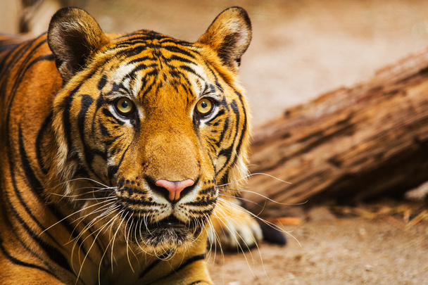 Gros plan d'un visage de tigre
 - Photo, image