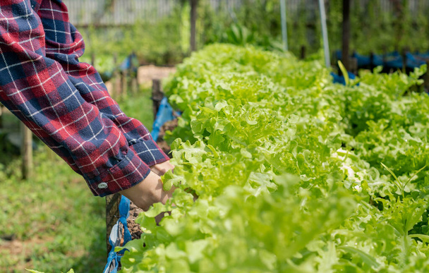 Κοντινό γυναικείο χέρι που κρατάει φρέσκα λαχανικά πράσινο μαρούλι από ένα βιολογικό αγρόκτημα στον κήπο. Για υδροπονική συγκομιδή φυτών και υγιή βιολογική έννοια των τροφίμων. - Φωτογραφία, εικόνα