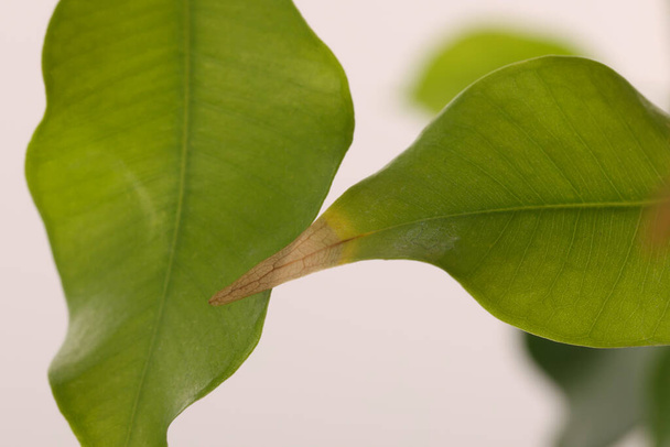 Houseplant with damaged leaf on white background, closeup - Foto, afbeelding