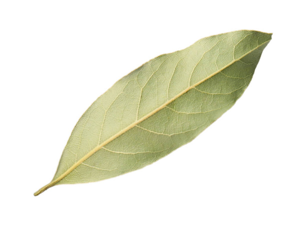 One aromatic bay leaf isolated on white - Photo, image