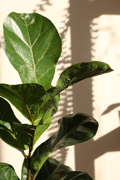 Beautiful ficus plant with wet leaves near beige wall. House decoration - Фото, зображення