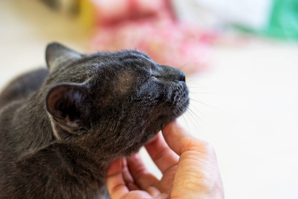 egy szürke macska nyakát kapargatja egy könnyű háttérrel. Állatgondozás - Fotó, kép