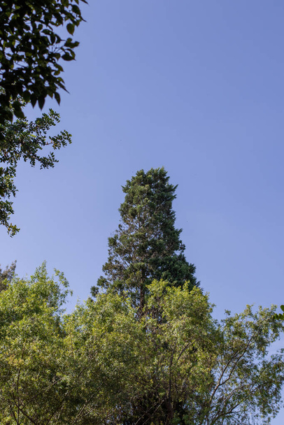 Entorno de naturaleza al aire libre con árboles verdes y cielo azul claro para uso de fondo - Foto, Imagen