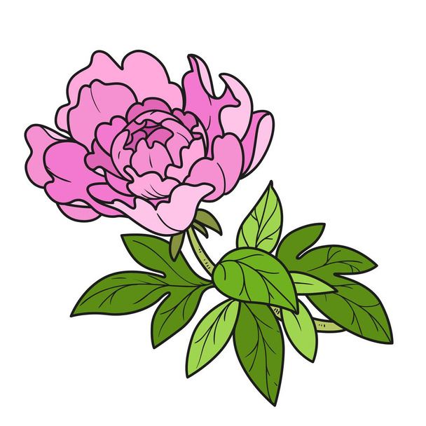 Pioenroos bloem op een stam kleur variatie voor kleurboek geïsoleerd op witte achtergrond - Vector, afbeelding