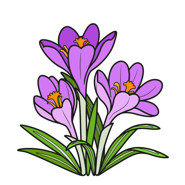 Crocus flowers grow in a bush coloring book linear drawing isolated on white background - Вектор,изображение