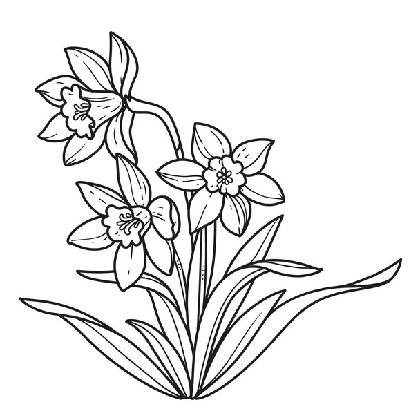 Narcissus realistic flowers outlined for coloring book linear drawing isolated on white background - Vector, imagen