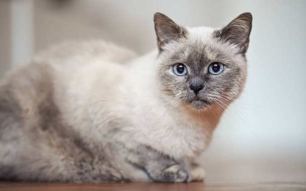Older gray cat with piercing blue eyes, laying on wooden floor, closeup shallow depth of field photo - Valokuva, kuva