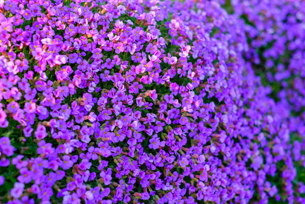 Aubrieta (Aubrieta), çiçek açan, Aşağı Saksonya, Almanya. - Fotoğraf, Görsel