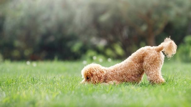 Brown young poodle on a green sunny summer nature background. The dog is very playful, he naughty and hides his nose in the grass and his tail is raised high. There is space for text. - Photo, Image