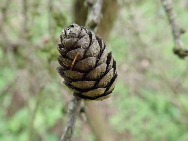 El detalle del cono de alerce sobre la rama en la madera - Foto, Imagen