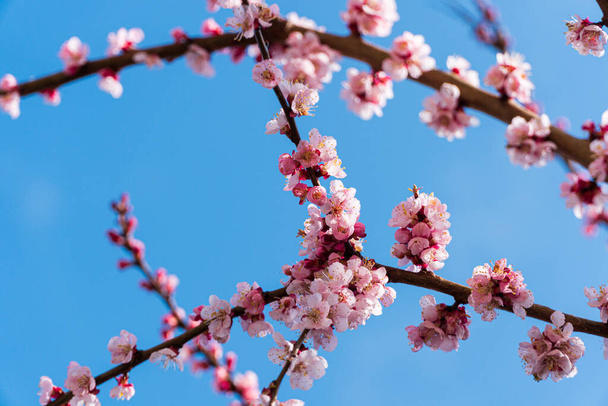Flowering tree in spring time. Beautiful nature scene with blooming tree. - Photo, Image