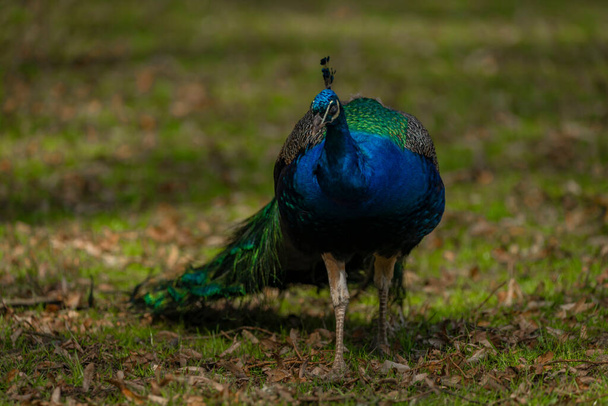 Blauwe pauw met kleur veren op voorjaar licht groen gras in kasteel park - Foto, afbeelding